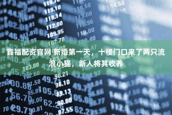 鑫福配资官网 新婚第一天，十楼门口来了两只流浪小猫，新人将其收养